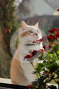 Cat with red flowers in the window