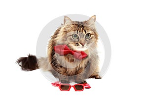 Cat in red glasses and red hat