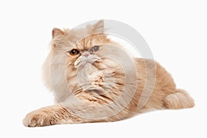 Cat. Red persian cat on white background