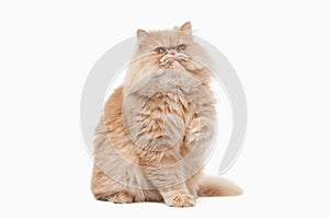 Cat. Red persian cat on white background