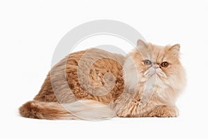 Cat. Red persian cat on white background