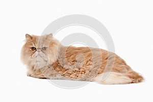 Cat. Red persian cat on white background