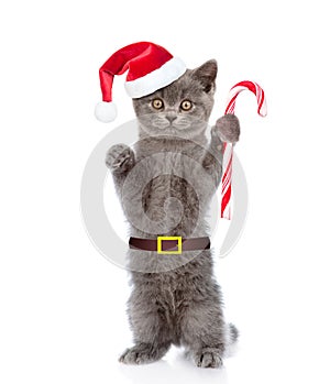 Cat in red santa hat holding christmas candy cane . isolated on white background