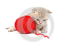 Cat and red wool ball