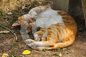 Jengibre gato, sin hogar durmiendo en verano 