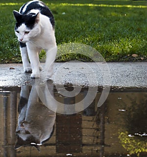 Cat with Reflection
