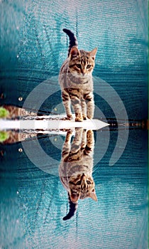 Cat reflection