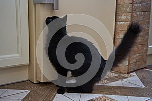 a cat and a refrigerator, a black cat is waiting to eat in the kitchen