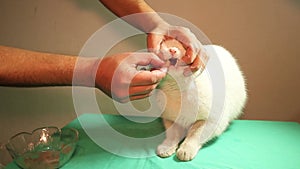 Cat refuses food after being poisoned. The veterinarian feeds patient cat