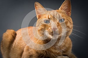 Cat regards face with focus on the eyes and mustache