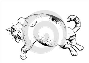 Cat relax drawing - black and white