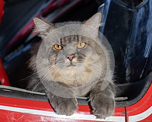 Cat relax on a motorcycle