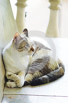 Cat relax on seat, Animal portrait