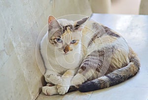 Cat relax on seat, Animal portrait