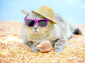 Cat relaxing on the beach