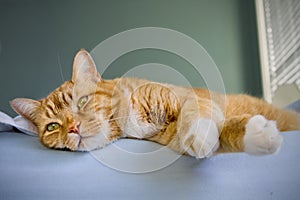 Cat relaxing on bed