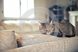 Cat relaxing on couch