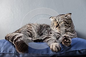 Cat relaxing on the couch in colorful blur background, cute funny cat close up, elaxing cat, cat resting