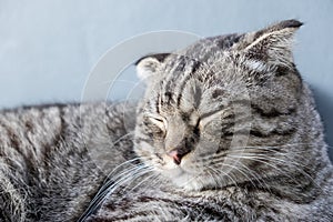Cat relaxing on the couch in colorful blur background, cute funny cat close up, elaxing cat, cat resting