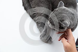 Cat relaxing on the couch in colorful blur background, cute funny cat close up, elaxing cat, cat resting, cat playing at home