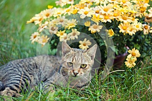 Cat relaxing on flower lawn