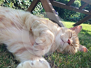 Cat relaxing in the garden