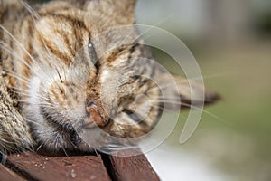 Cat relaxing in the garden patio in tropical bungalow terrace polynesia