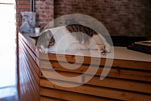 Cat relaxing in a noffice in Kaohsiung