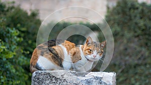 A cat relaxing outdoors