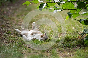 Cat relaxing outdoors lying on back