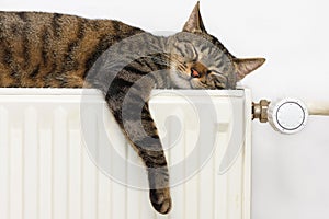 Cat relaxing on a radiator