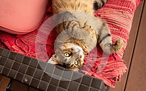 Cat relaxing on the terrace in summer.