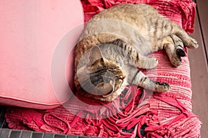 Cat relaxing on the terrace in summer.