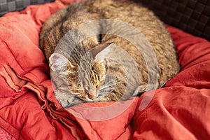 Cat relaxing on the terrace in summer.