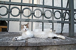 Cat relaxing underneath iron railings on an old stone wall,Podgorica,Montenegro