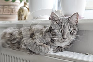 Cat relaxing on the warm radiator