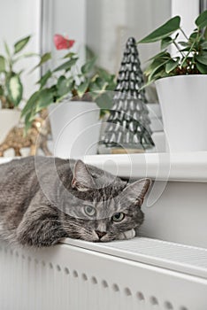 Cat  relaxing on the warm radiator