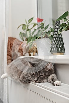 Cat  relaxing on the warm radiator