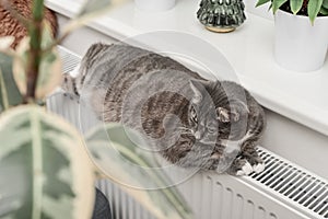 Cat  relaxing on the warm radiator