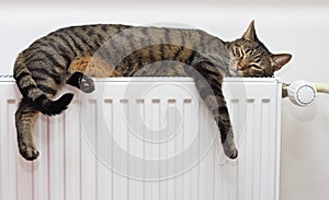 Cat relaxing on a warm radiator