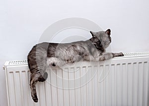 Cat relaxing on a warm radiator