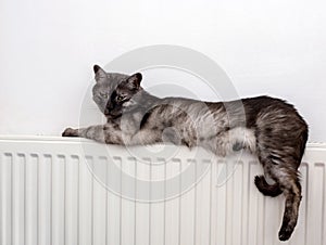 Cat relaxing on a warm radiator