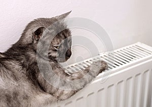 Cat relaxing on a warm radiator