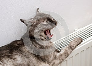 Cat relaxing on a warm radiator