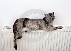 Cat relaxing on a warm radiator