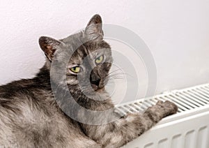 Cat relaxing on a warm radiator