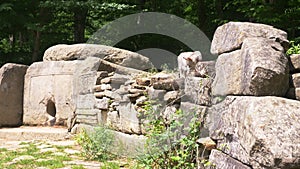 Cat, resident of dolmens, Dolmen in the forest