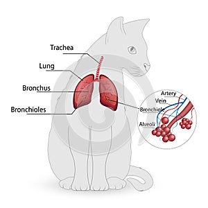 cat respiratory system vector, alveoli