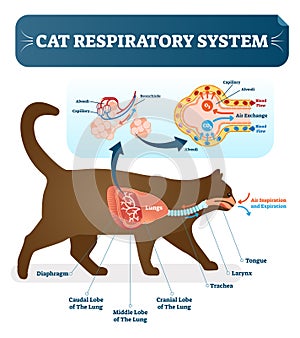 Cat respiratory system, vet anatomy vector illustration poster with lungs and capillary diagram scheme.