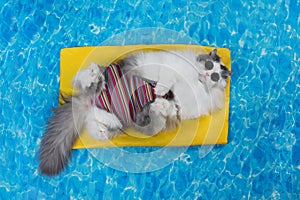 Cat rest in the pool on the air mattress